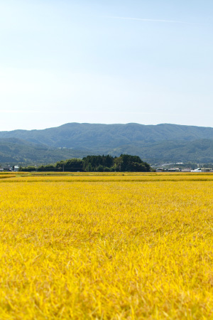 実り豊かな稲の風景画像１