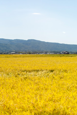 実り豊かな稲の風景画像２